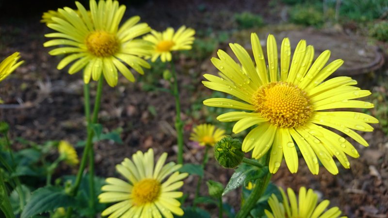 Doronicum orientale Дороникум восточный